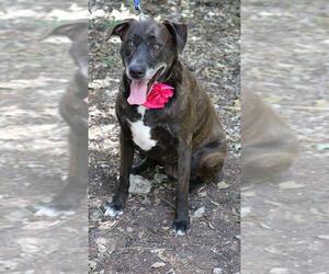 German Shorthaired Pointer-Plott Hound Mix Dogs for adoption in Bandera, TX, USA