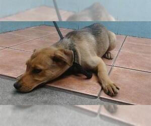 Shepradors Dogs for adoption in Downey, CA, USA