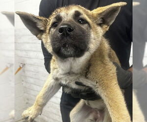 German Shepherd Dog Dogs for adoption in San Bernardino, CA, USA