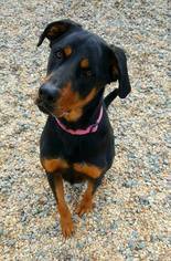 Labrottie Dogs for adoption in Richmond, VA, USA