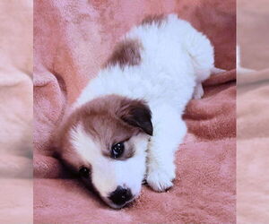 Mutt Dogs for adoption in Rutherfordton, NC, USA