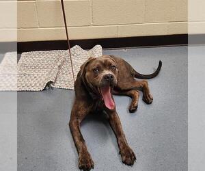 Medium Photo #2 Mastiff-Unknown Mix Puppy For Sale in Denver, CO, USA