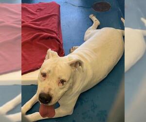 Dogo Argentino Dogs for adoption in Pearland, TX, USA