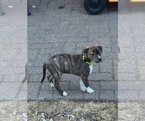 Mutt Dogs for adoption in New London, WI, USA