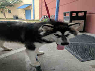 Alaskan Malamute Dogs for adoption in Plano, TX, USA