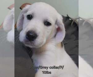 Great Pyrenees-Unknown Mix Dogs for adoption in Aurora, IN, USA