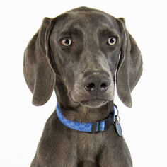 Weimaraner Dogs for adoption in St. Louis Park, MN, USA