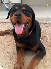Rottweiler Dogs for adoption in Canutillo, TX, USA