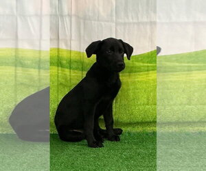 Labrador Retriever-Unknown Mix Dogs for adoption in Sterling, MA, USA