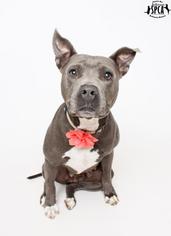 American Staffordshire Terrier-Unknown Mix Dogs for adoption in Jefferson, LA, USA
