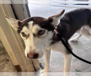 - Mix Dogs for adoption in Texas City, TX, USA