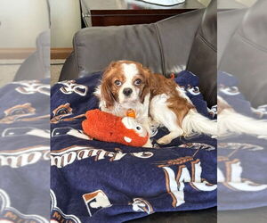 Cavalier King Charles Spaniel Dogs for adoption in Mukwonago, WI, USA