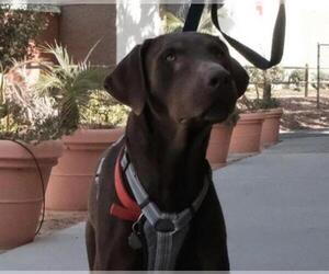 Redbone Coonhound Dogs for adoption in Ojai, CA, USA