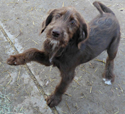 Miniature Labradoodle Dogs for adoption in Peralta, NM, USA