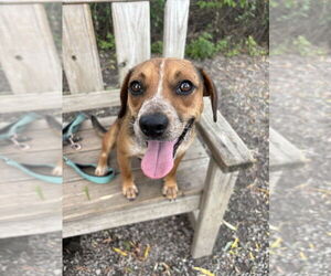 Beagle-Unknown Mix Dogs for adoption in Elmsford, NY, USA