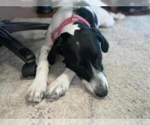 Labrador Retriever-Unknown Mix Dogs for adoption in Okeechobee, FL, USA