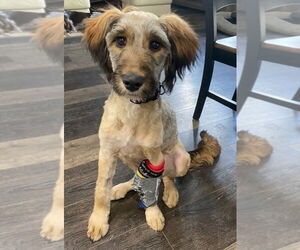 Mutt Dogs for adoption in Salt Lake City, UT, USA