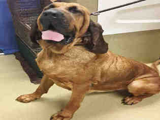 Bloodhound Dogs for adoption in Easton, MD, USA