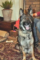 German Shepherd Dog Dogs for adoption in Montgomery, AL, USA