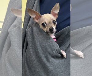 Chihuahua Dogs for adoption in Royal Palm Beach, FL, USA