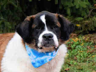 Saint Bernard Dogs for adoption in Westminster, MD, USA