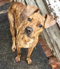 Plott Hound Dogs for adoption in Lithia, FL, USA