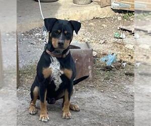 Rottweiler-Unknown Mix Dogs for adoption in San Antonio, TX, USA