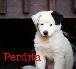 Medium Photo #1 Australian Shepherd-Unknown Mix Puppy For Sale in Akron, OH, USA