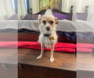 Mutt Dogs for adoption in Pasadena, CA, USA