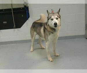 - Mix Dogs for adoption in St. Cloud, FL, USA