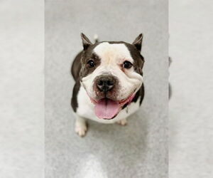 Bulldog-Unknown Mix Dogs for adoption in Aurora, IL, USA