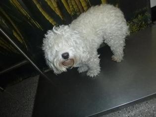 Bichon Frise Dogs for adoption in Henderson, NV, USA