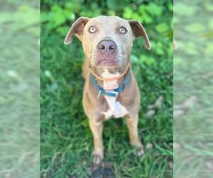 Mutt Dogs for adoption in Clarkesville, GA, USA