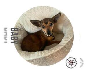 American Rat Pinscher Dogs for adoption in Princeton, British Columbia, Canada