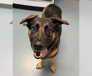 German Shepherd Dog Dogs for adoption in London, Ontario, Canada