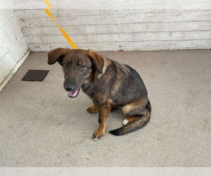 German Shepherd Dog-Unknown Mix Dogs for adoption in San Bernardino, CA, USA