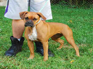 Boxer Dogs for adoption in Louisville, KY, USA