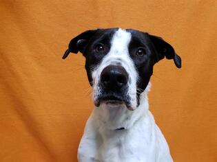 Pointer Dogs for adoption in Fairfield, CA, USA