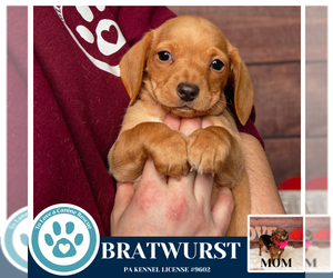 Doxle Dogs for adoption in Kimberton, PA, USA