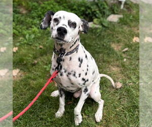 Dalmatian Dogs for adoption in Muskegon, MI, USA