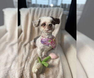 Shih Tzu Dogs for adoption in St. Louis Park, MN, USA