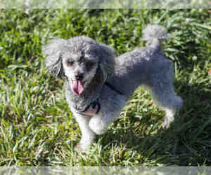 Poodle (Toy) Dogs for adoption in Placerville, CA, USA