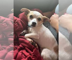 Chiweenie Dogs for adoption in Springdale, PA, USA