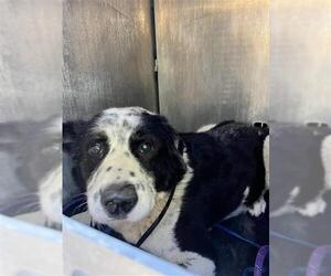 Mutt Dogs for adoption in San Antonio, TX, USA