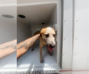 Mutt Dogs for adoption in Houston, TX, USA
