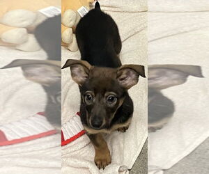 Mutt Dogs for adoption in Sterling, MA, USA