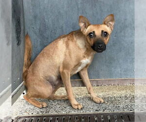 Chihuahua-Unknown Mix Dogs for adoption in Woodland, CA, USA