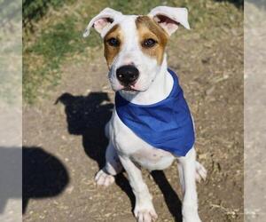 American Staffordshire Terrier-Unknown Mix Dogs for adoption in San Antonio, TX, USA