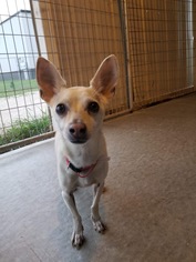 Chihuahua Dogs for adoption in Detroit Lakes, MN, USA