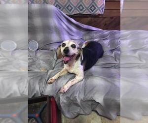 Beagle Dogs for adoption in Columbia, TN, USA